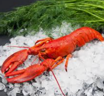 Lobster