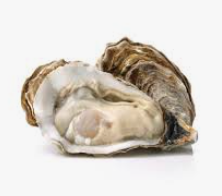 Oysters